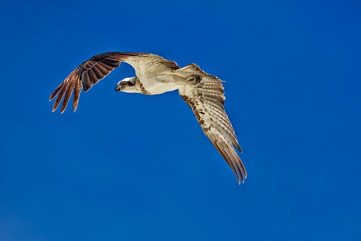Birds Of Prey, Flight, Osprey Birds Of Prey, Flight, Osprey