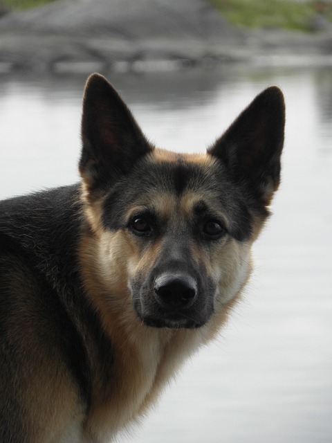 Free Dog Pet photo and picture