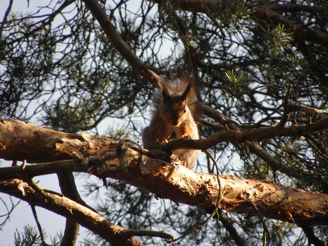 Free Squirrel Animal photo and picture