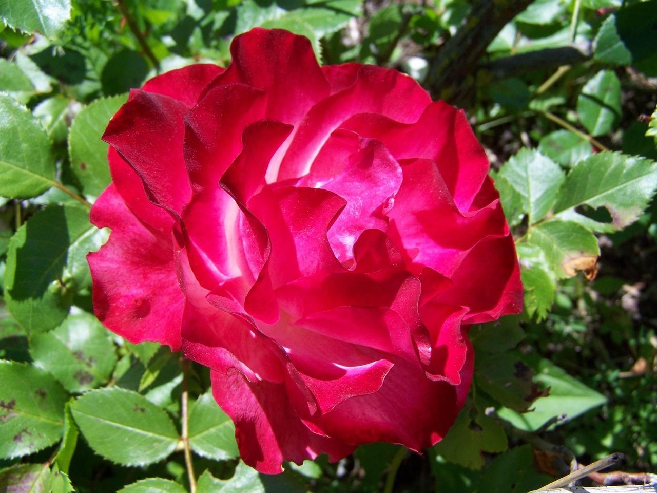 Rose Cherry Color Flower - Free photo on Pixabay - Pixabay