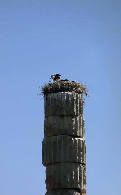 Storke, Efesos, Fugle, Ciconiidae