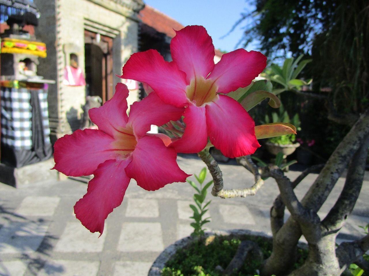 Flower Adenium Bali - Free photo on Pixabay - Pixabay