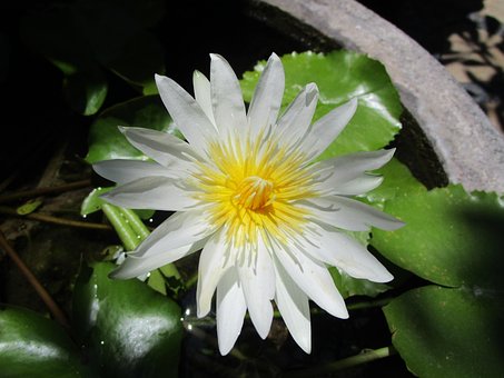 Lotus, Bali, Natur, Indonesien, Hvid