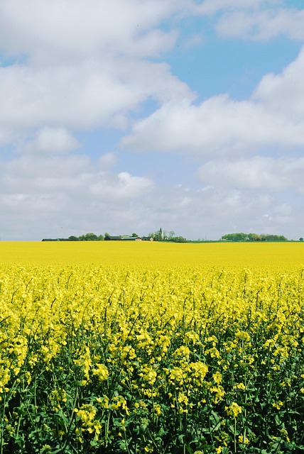 Voldtage, Skåne, Landskrona, Sommer