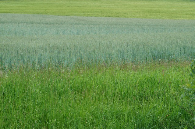 Vert Domaine Prairie - Photo gratuite sur Pixabay - Pixabay