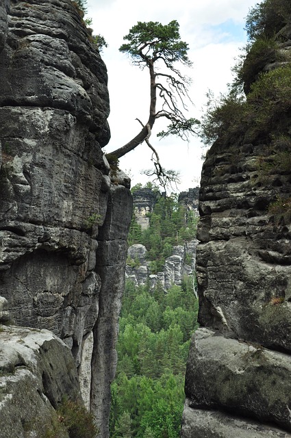 Free Saxon Switzerland Tree photo and picture