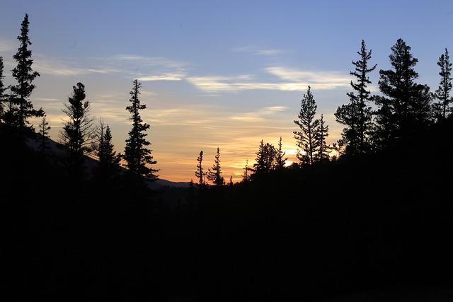 Free Sunset Evergreens At Sunset photo and picture