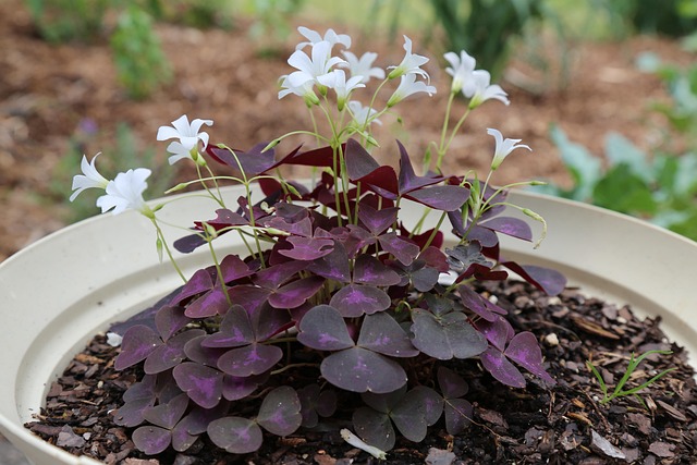 Free Purple Flowers Oxalia photo and picture