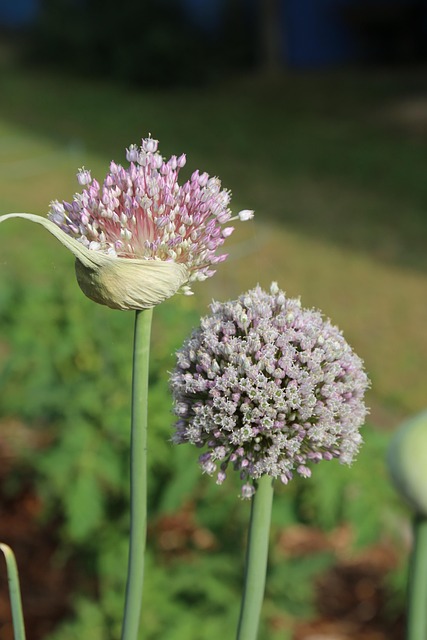Free Onion Flowers Beautiful Flowers photo and picture