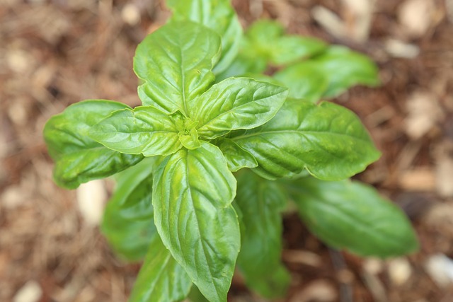 Free Basil Green Plant photo and picture