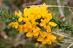 gorse, ulex, furze