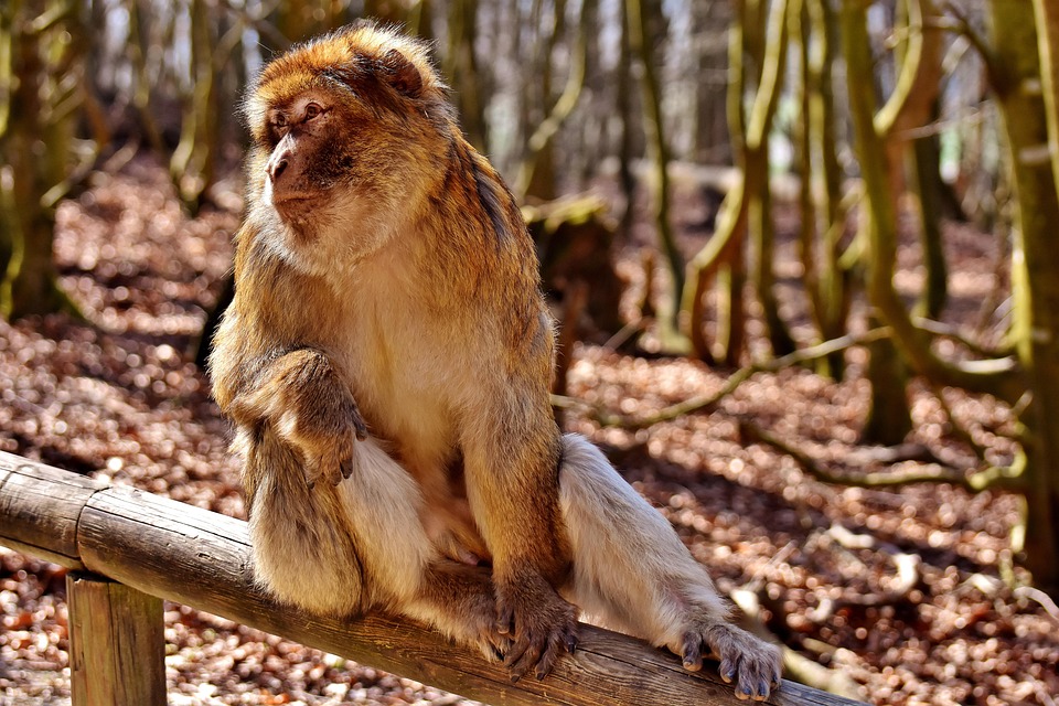 Macabho Rabbit Macaco Barbary Bonitinho Espécies - Foto gratuita no Pixabay - Pixabay