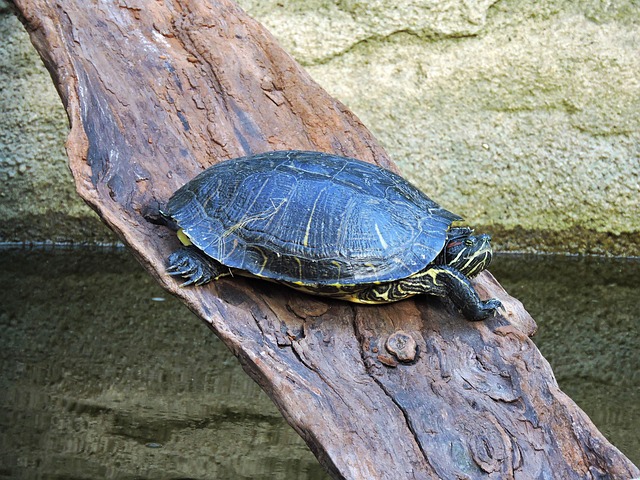 Free Painted Turtle Turtle photo and picture