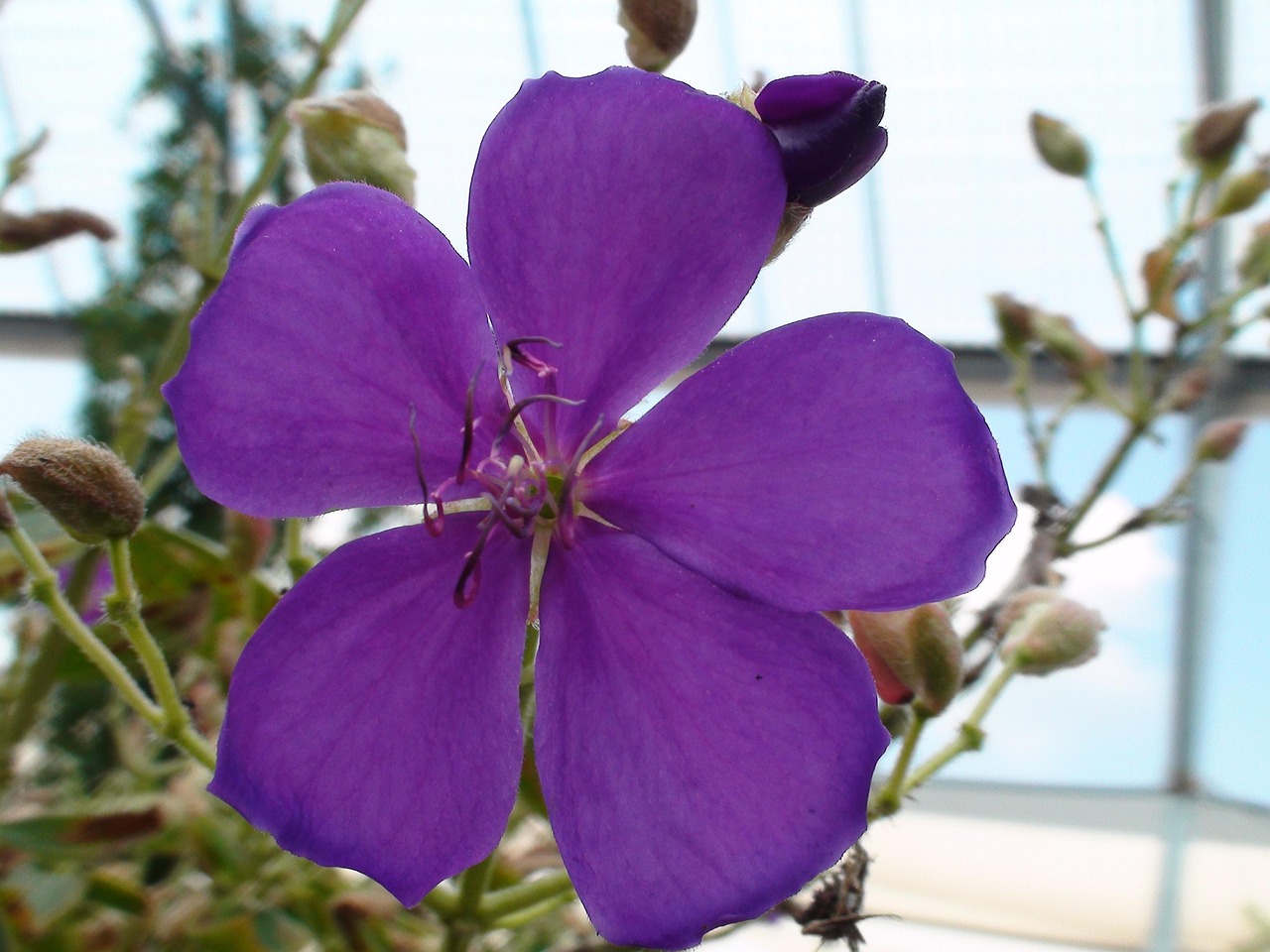Common Missouri Flower Purple Free photo on Pixabay Pixabay