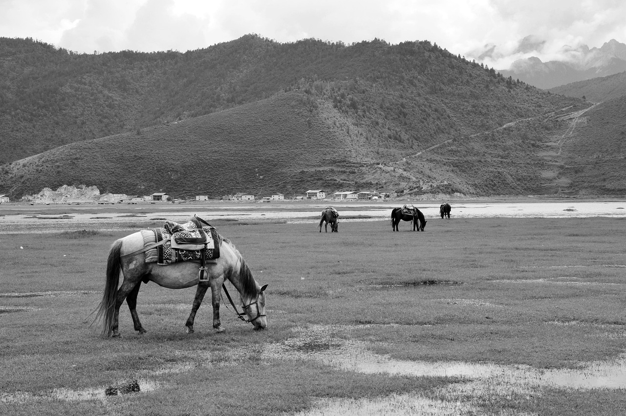 Yunnan Prairie Photo gratuite sur Pixabay Pixabay