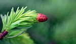 spruce, pine branch, nature