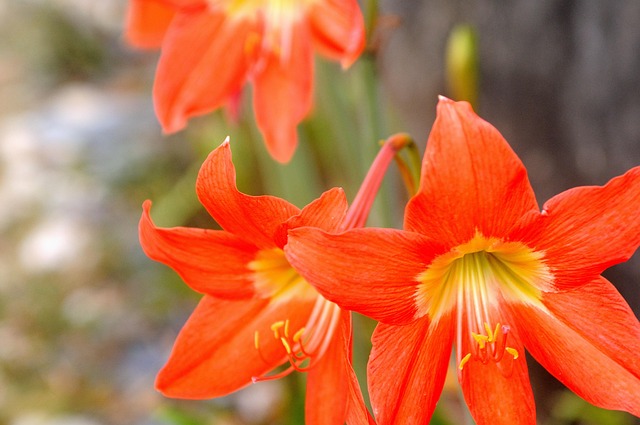 Blomst, Smukke Blomster, Blomst Baggrund