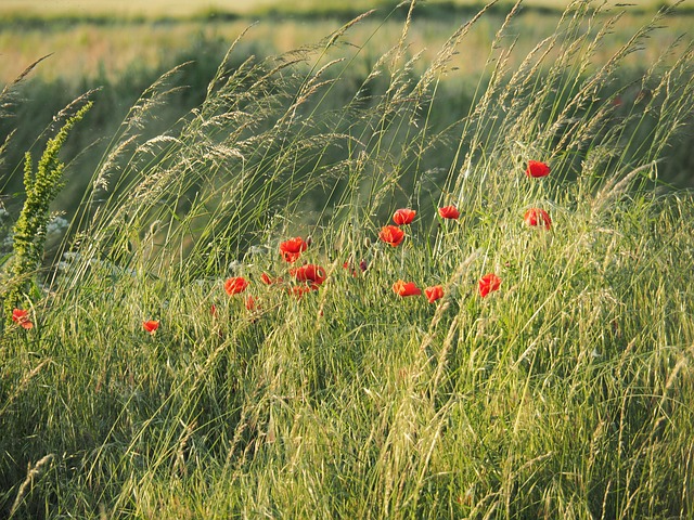 Free Poppies Summer photo and picture