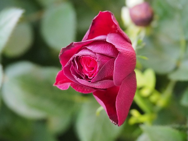 Free Pink Flower photo and picture