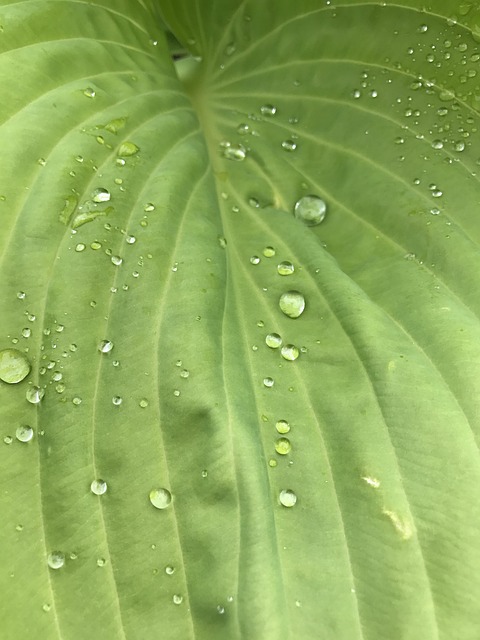 Free Raindrop Dew photo and picture