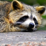raccoon, face, sweet