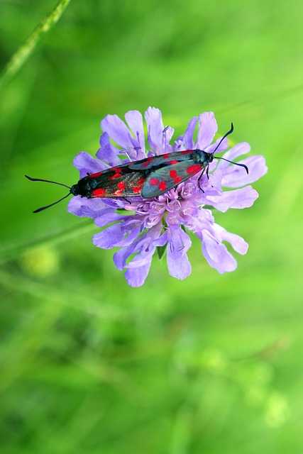 Free Widow Flower Six-Spot Ram photo and picture