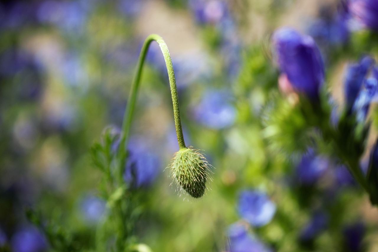 Capsule De Graines Pavot Fleur - Photo gratuite sur Pixabay
