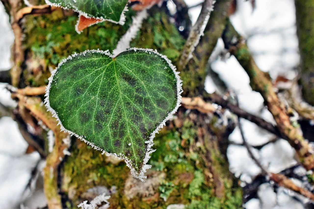 Efeu Herz Winter - Kostenloses Foto auf Pixabay