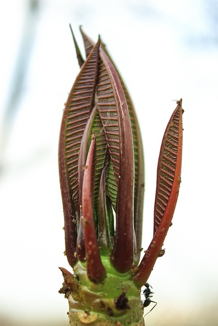 Free Bud Beautiful Flowers photo and picture