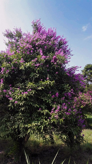 Free Trees Nature photo and picture