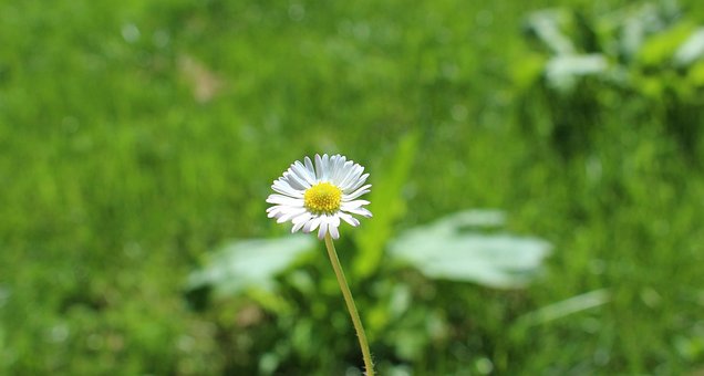 Tusindfryd, Blomst Tapet, Græs, Natur