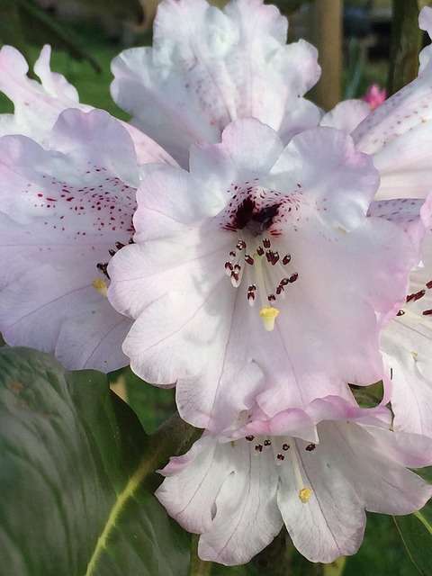 Free Rhododendron White Flowers photo and picture