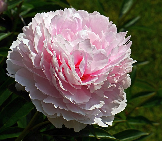 Free Peony In Full Bloom photo and picture