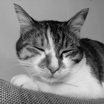 Gato, Gatito, Blanco Y Negro, Animales