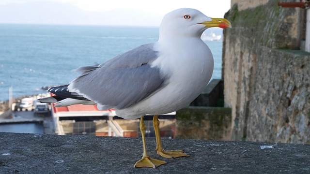 Free Bird Nature photo and picture