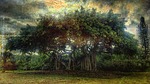 ficus benghalensis, banyan tree, golden