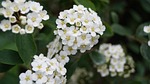 flower, hawthorn, white