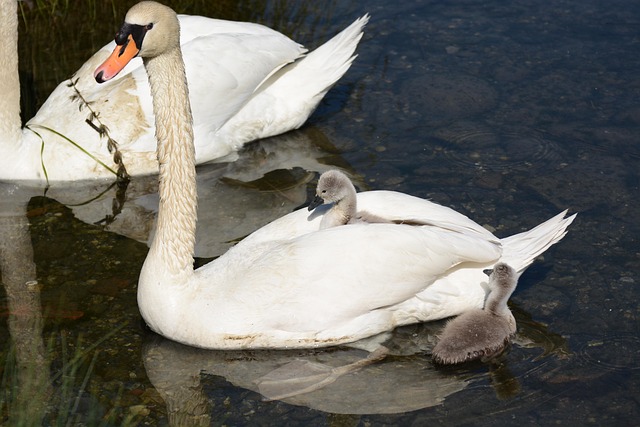 Free Swan Birds photo and picture