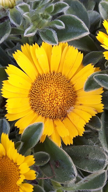 Free Yellow Flower Blossom photo and picture