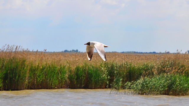 Vogels, Seagull, Natuur, Zomer