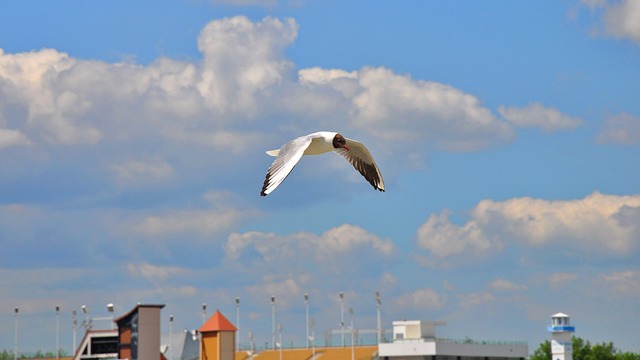 Vogels, Seagull, Natuur, Zomer