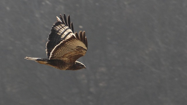 bird, raptor, nature, bird in flight