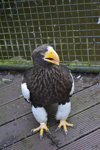 Free Stellar Sea-Eagle photo and picture