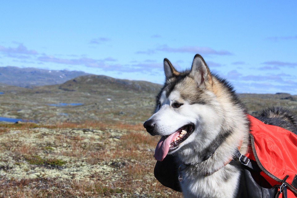 Malamute De Alaska, Subió, Perro De Trineo