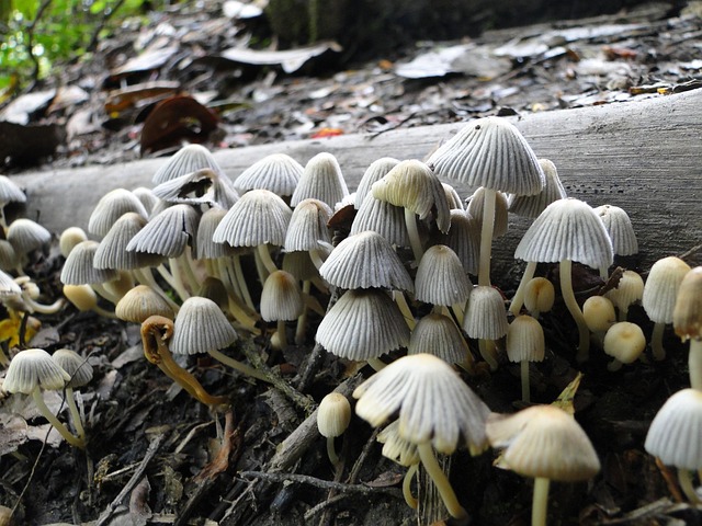 Free Mushrooms Nature photo and picture