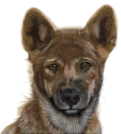 photoshop, painted, computer graphics