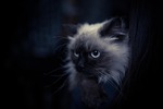 pets, animal, cat