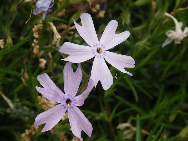 Floare, Violet, Bloom, Plantelor, Vară