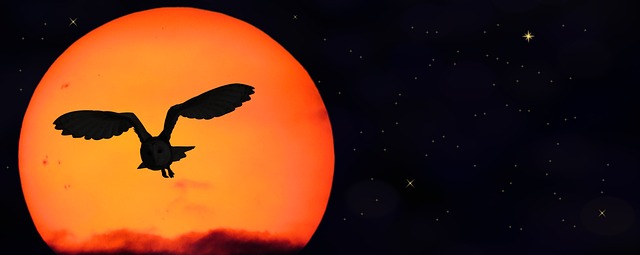 Sun, stars, owl and flying — photo by garten-gg