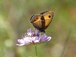 lobito list, butterfly, pyronia bathseba